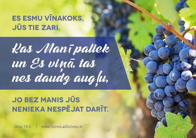 Bībele, Bībeles panti, vīnakoks